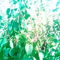 فروش به صورت تعداد بالا|گل و گیاه طبیعی|میاندوآب, |دیوار