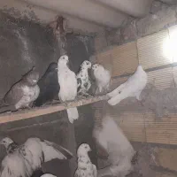 غریب کیری تیر ماهی|پرنده|خنداب, |دیوار