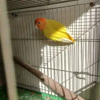 طوطی کوتوله برزیلی اوپال