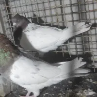 کفتر|پرنده|تهران, دولاب|دیوار