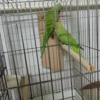 پرنده طوطی برای دوجفت گیری|پرنده|تهران, نعمت‌آباد|دیوار