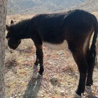 الاغ نر دوسال ونیم سن ...