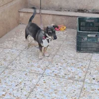 توله پا کوتاه بلژیکی