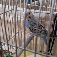 فروش مرغ عشق و عروس هلندی باهم 600|پرنده|یزد, |دیوار