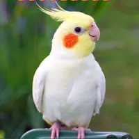 گمشده