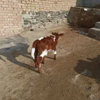 دو عدد گوساله سیمینتال