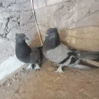 جفت سبز کلایی|پرنده|بم, |دیوار