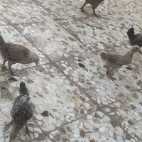 مرغ و خروس زینتی و لاری|حیوانات مزرعه|اهواز, کمپلو شمالی|دیوار