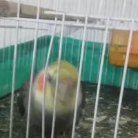 پرنده عروس هلندی نر آماده زرنگ|پرنده|کورین, |دیوار