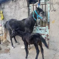 مادیون با کره بازی کن|اسب و تجهیزات اسب‌سواری|دورود, |دیوار