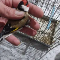 سره|پرنده|هشتگرد, سیف آباد|دیوار