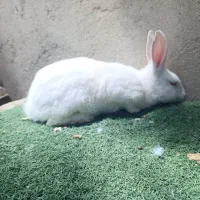 فروش دو عدد خرگوش هلندی