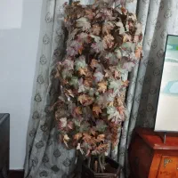 درختچه پاییزی زیبا و خشگل