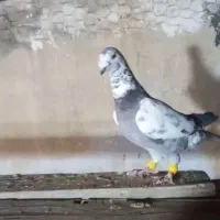 بزک سبز پلاکی|پرنده|شیراز, تندگویان|دیوار