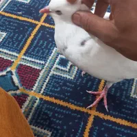 برفی نر دستی|پرنده|تربت جام, یحیی آباد|دیوار