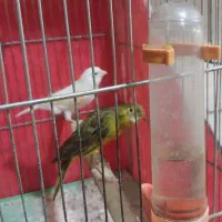 قناری نروماده|پرنده|بروجرد, |دیوار