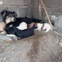 توله سگ پاکوتاه