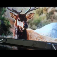 ال ای دی ۶۵ درحدنو ناسیونال اندروید فورکی