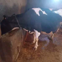 گاو|حیوانات مزرعه|کوهین, |دیوار