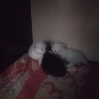 فروش گربه برتیش سفیدبا۳بچه یکماه