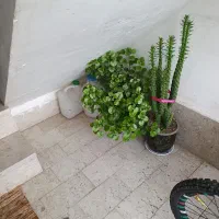 فروش زمین در گیلان