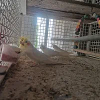 عروس هلندی لوتینو بالغ