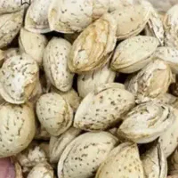 بادام کاغذی برا امساله