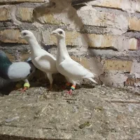 کله هما کفتر کبوتر|پرنده|تایباد, |دیوار