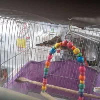 دو عدد فنچ توت فرنگی مولد|پرنده|کرج, برغان|دیوار