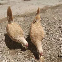 تخم مرغ نطفه دار گلین مینیاتوری و مینی سبرایت|حیوانات مزرعه|فردیس, شهرک ناز|دیوار