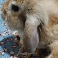خرگوش لوپ