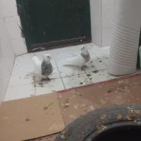 طوقی پاک و جوجه رسون