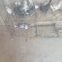 کفتر