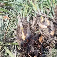 بچ  نخل (دمیت)  قصب