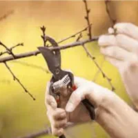 هرس|خدمات باغبانی و درختکاری|تبریز, |دیوار