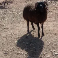 غوچ یک سالو نیم تا دوسال سن