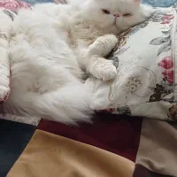 گربه