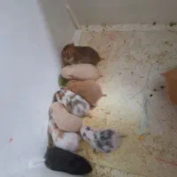 واگذاری حیوان خانگی آرام بی صدا بانمک و دوستداشتنی