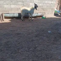 سلام دارم برای همه دوستان