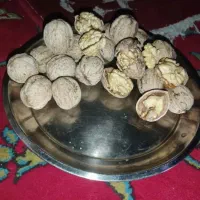 گردو|خوردنی و آشامیدنی|خلخال, |دیوار