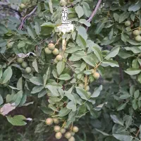 نهالستان انواع رقم های اقتصادی و پربار پالیز