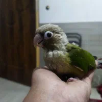 جوجه کرینچگ|پرنده|شاهرود, |دیوار