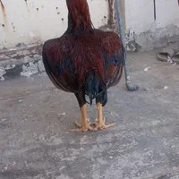 خروس لاری|حیوانات مزرعه|تهران, آسمان|دیوار