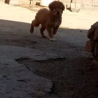 واگذاری توله|سگ|تربت جام, جلگه موسی آباد|دیوار