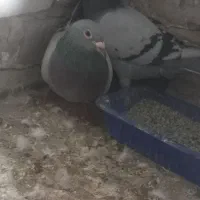 یه جفت کبوتر