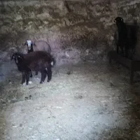 سه عدد گوسفند