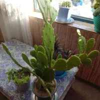 گل  و گیاه|گل و گیاه طبیعی|سیدآباد, |دیوار