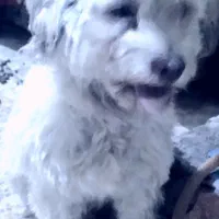 سگ پشمالو نر|سگ|بندر امام خمینی, |دیوار