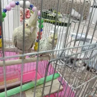 پرنده.عروس هلندی|پرنده|قم, در بهشت|دیوار