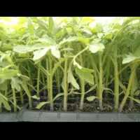 کاشت انواع نشا